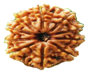 image of 10 Mukhi Rudrakha