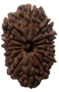 image of 14 Mukhi Rudrakha