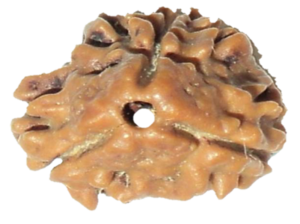 image of 3 Mukhi Rudrakha