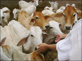 gau seva